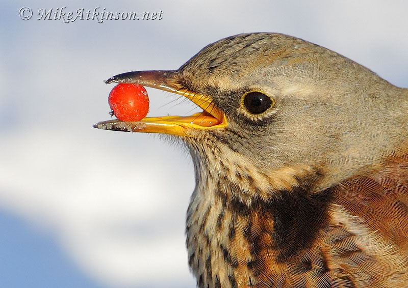 Fieldfare