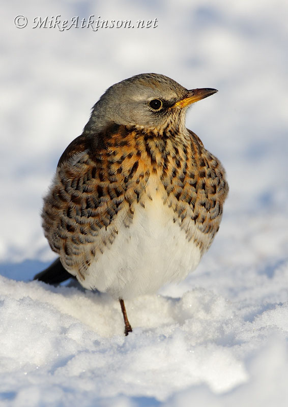 Fieldfare