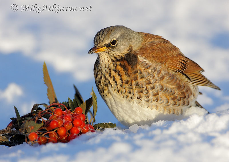Fieldfare