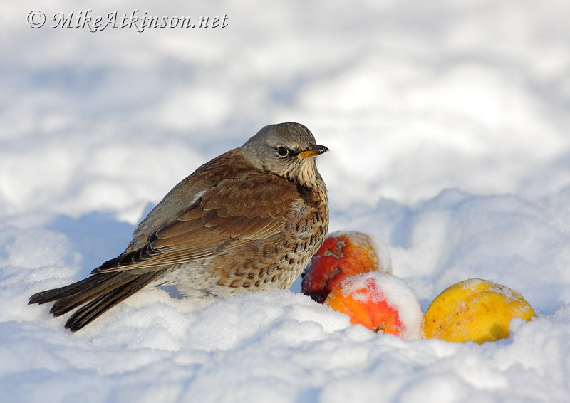Fieldfare