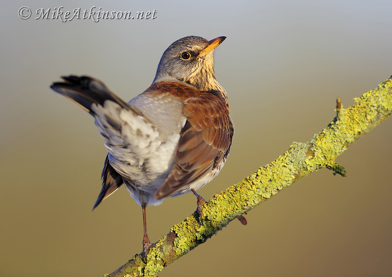 Fieldfare