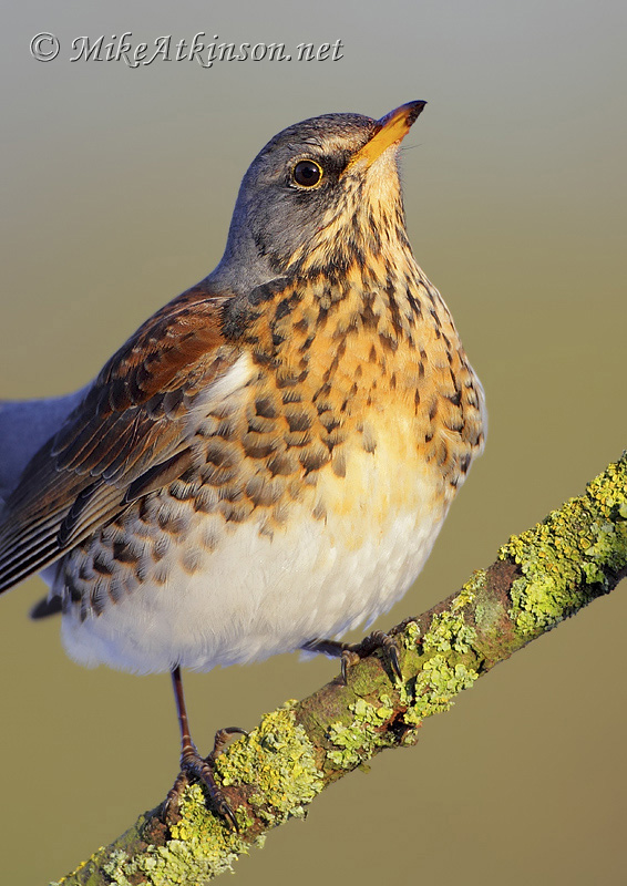Fieldfare