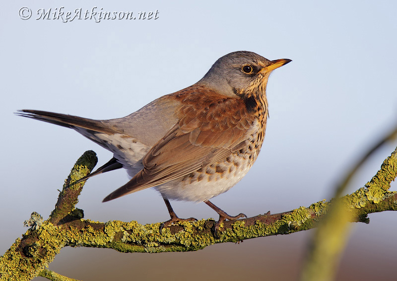 Fieldfare