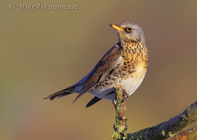 Fieldfare