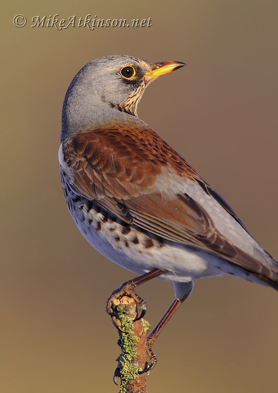 Fieldfare