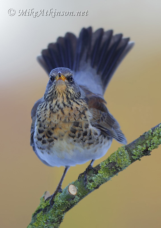 Fieldfare