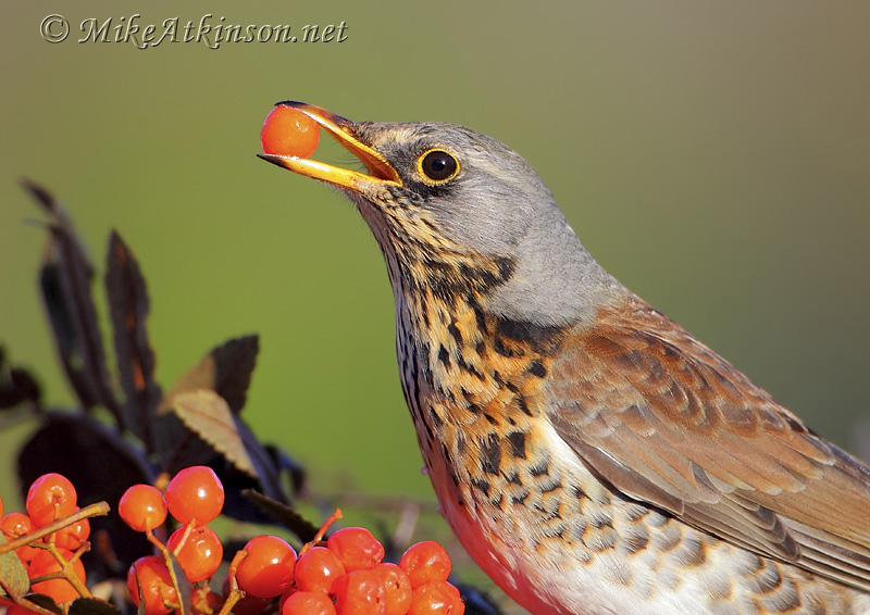 Fieldfare