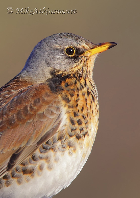 Fieldfare