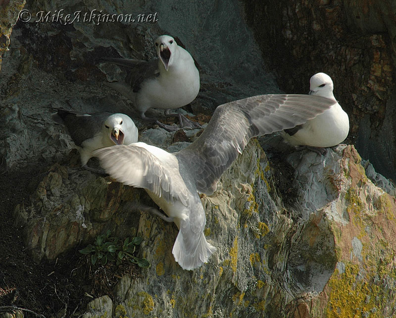 Fulmar