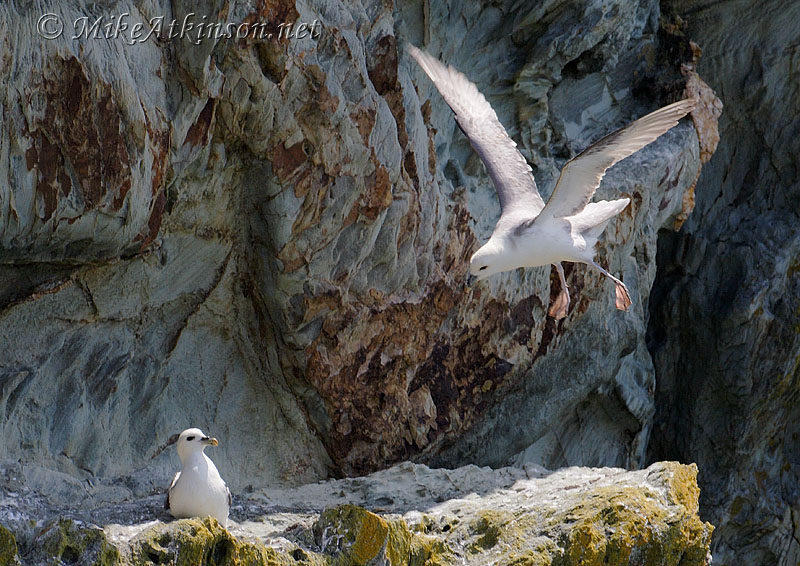 Fulmar