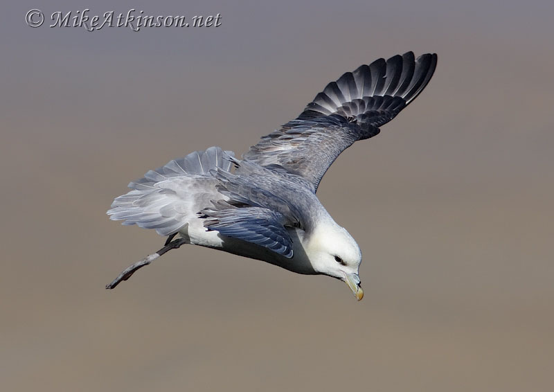 Fulmar