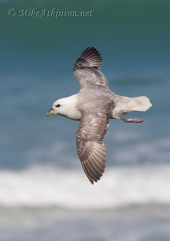 Fulmar