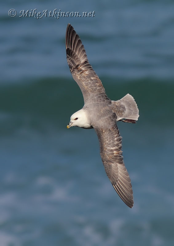 Fulmar