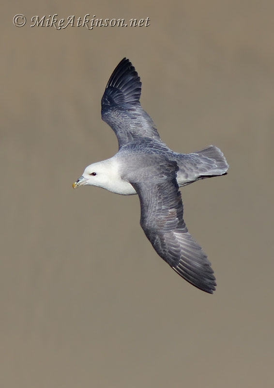 Fulmar