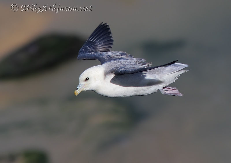 Fulmar