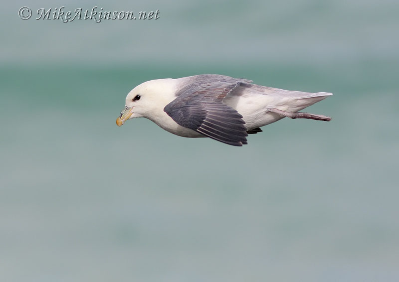 Fulmar