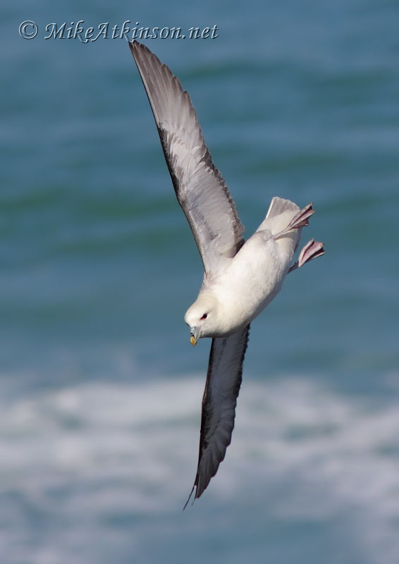 Fulmar
