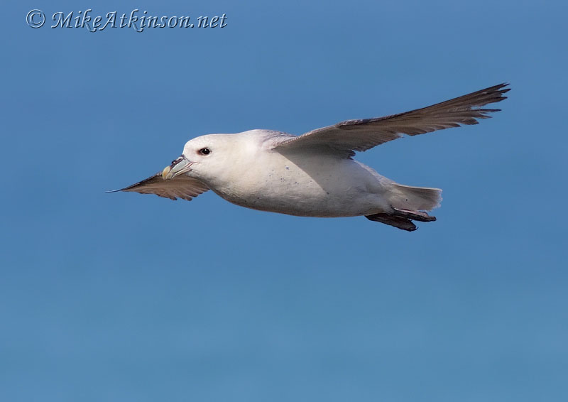 Fulmar