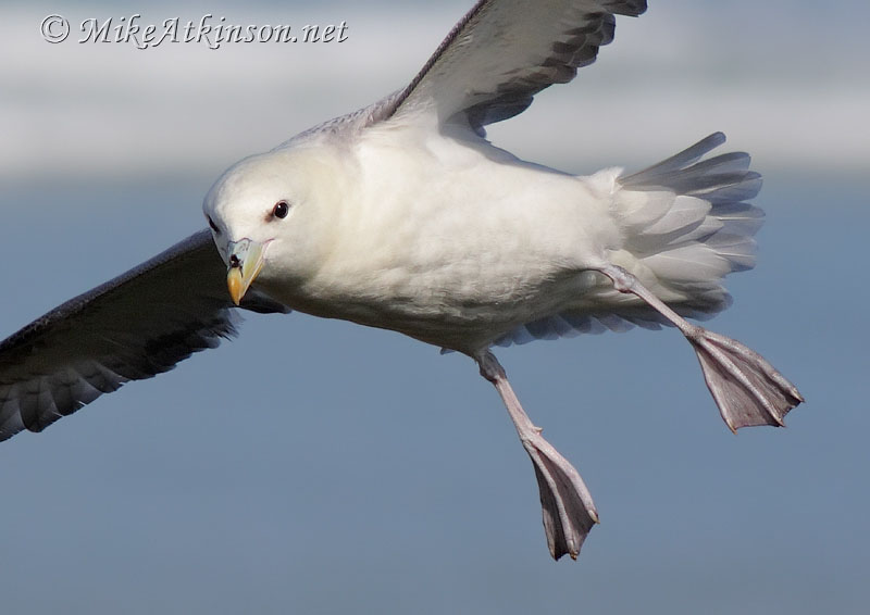 Fulmar