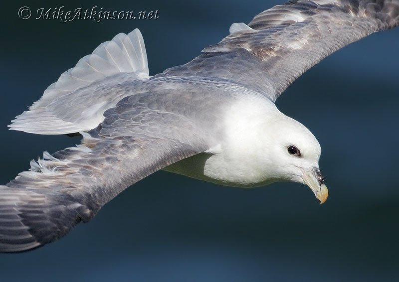 Fulmar