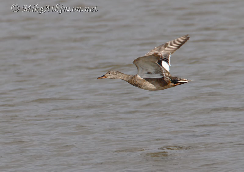 Gadwall