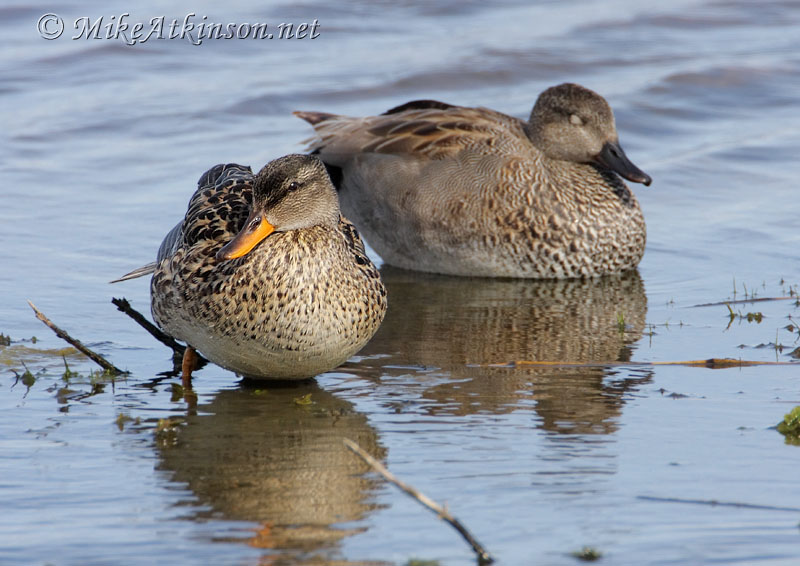 Gadwall