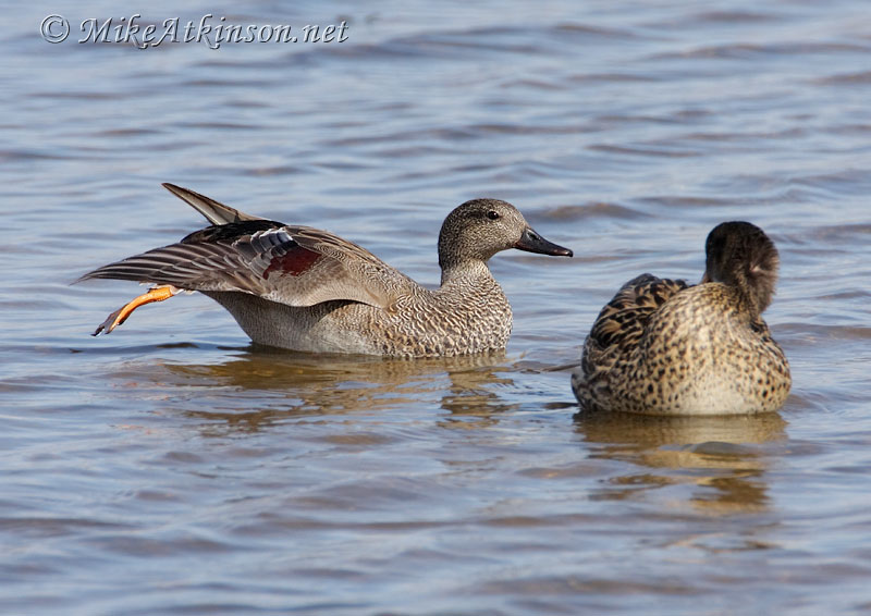 Gadwall