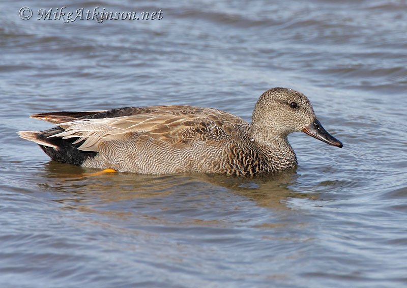 Gadwall