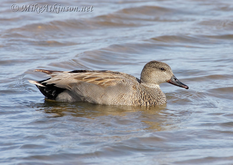 Gadwall
