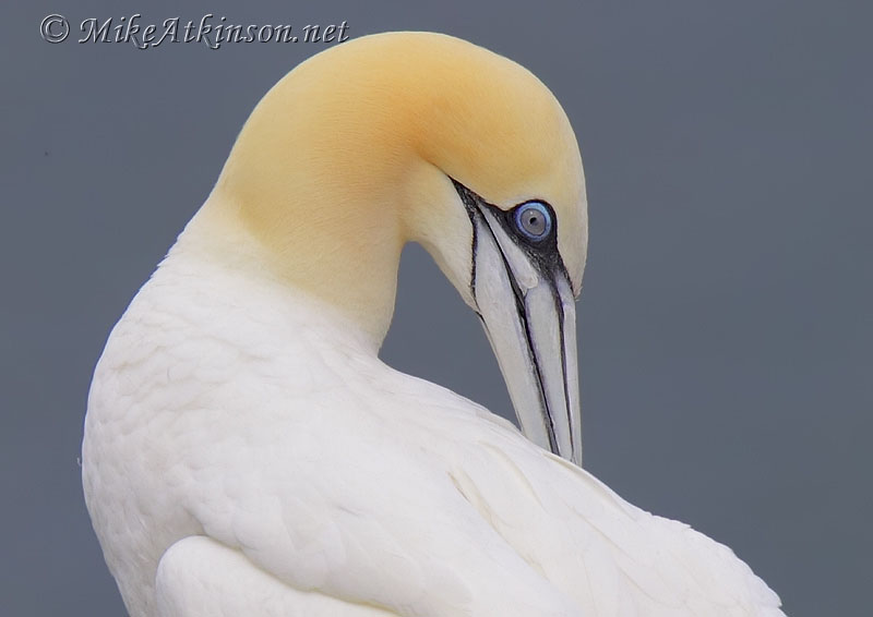 Gannet