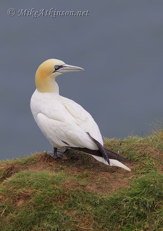 Gannet