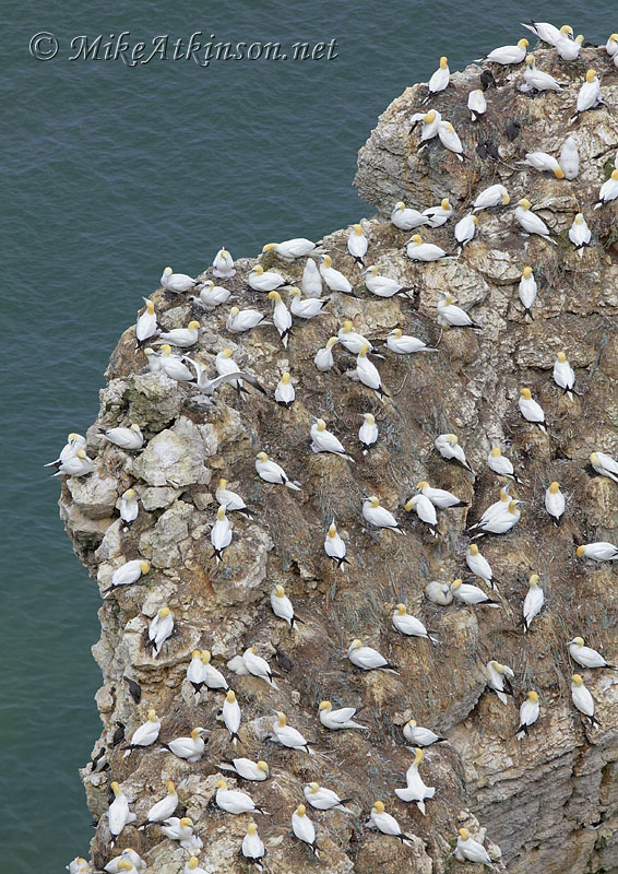 Gannet