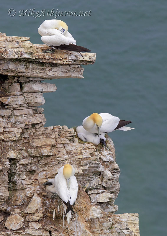Gannet