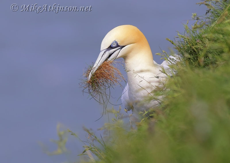 Gannet