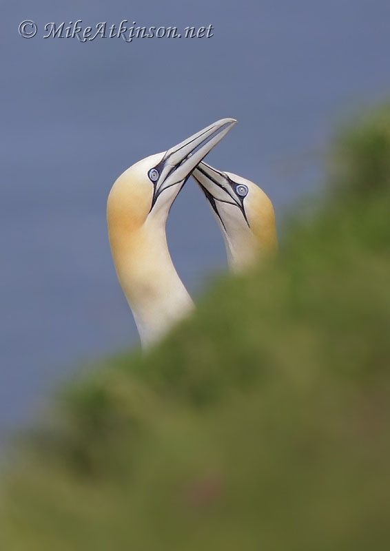 Gannet