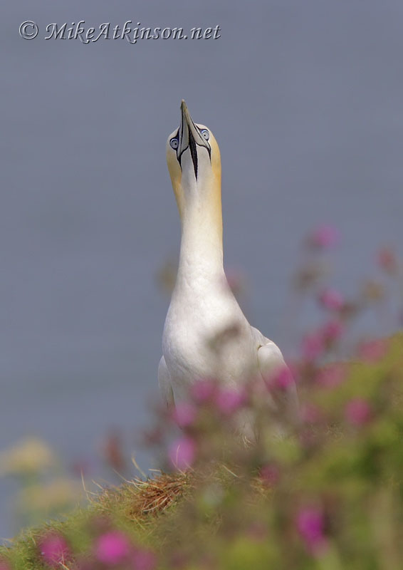 Gannet