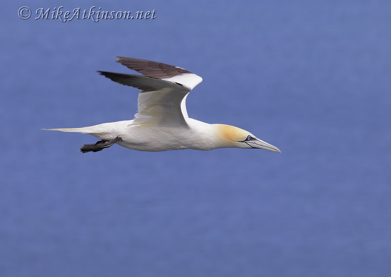 Gannet