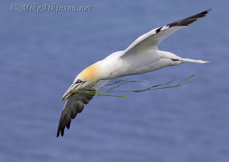 Gannet