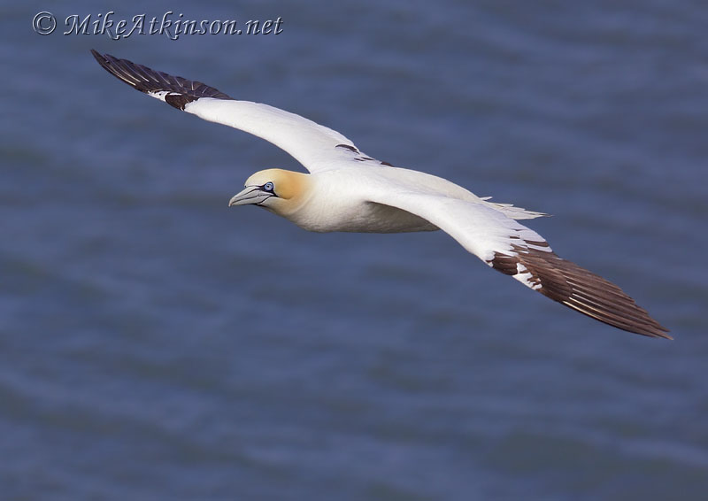 Gannet