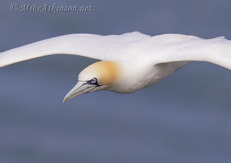 Gannet