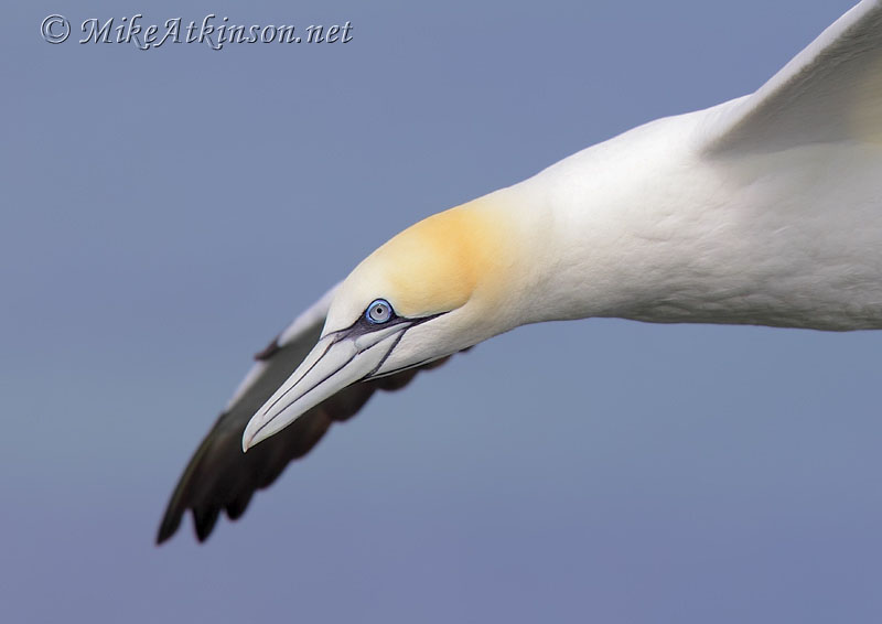 Gannet