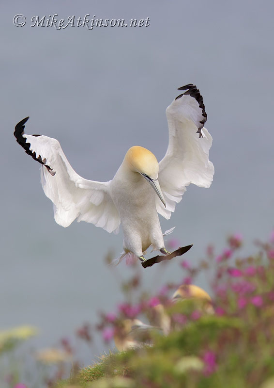 Gannet