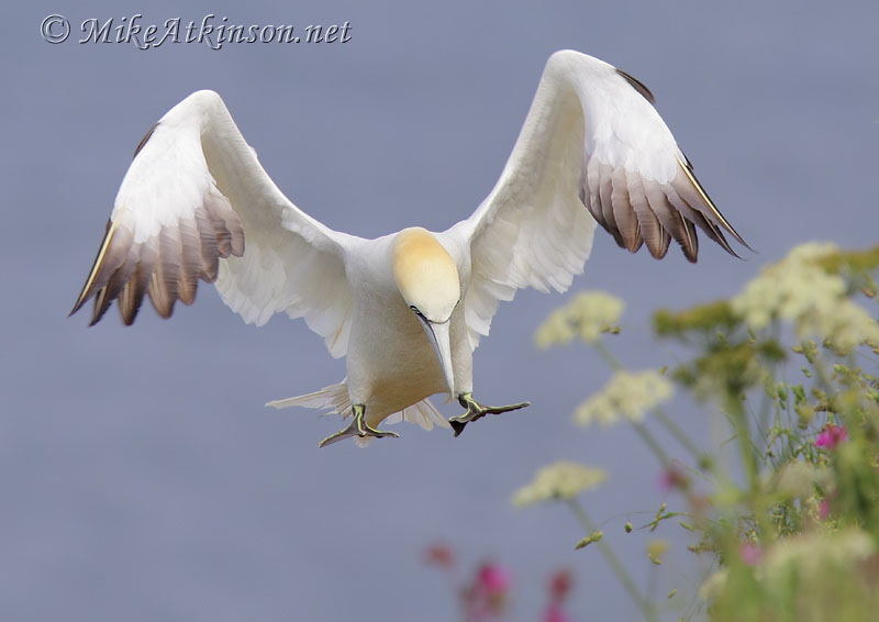Gannet