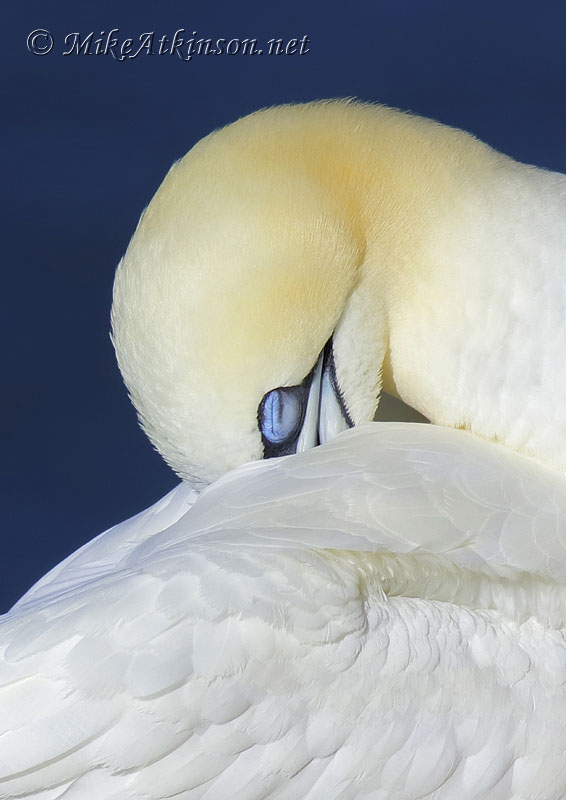 Gannet