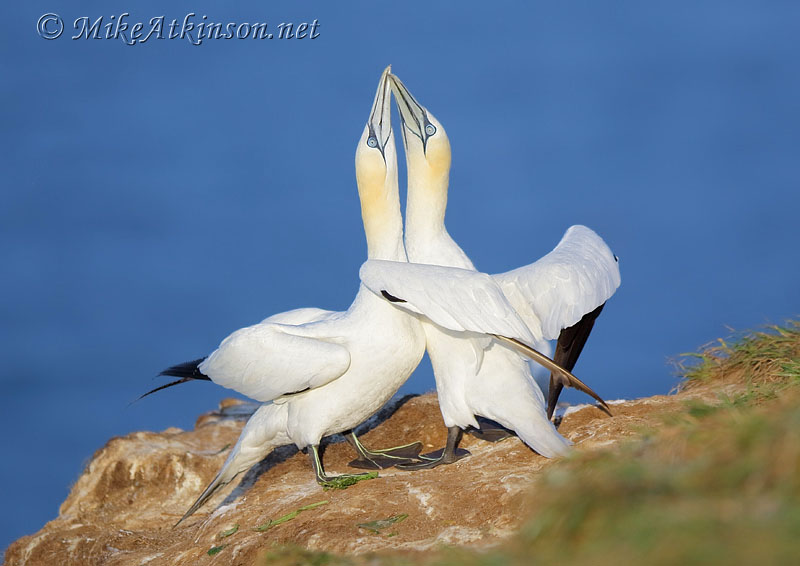 Gannet