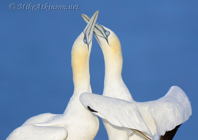 Gannet