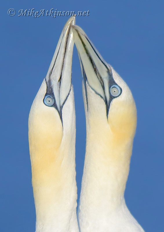 Gannet