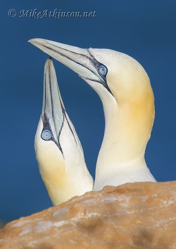 Gannet