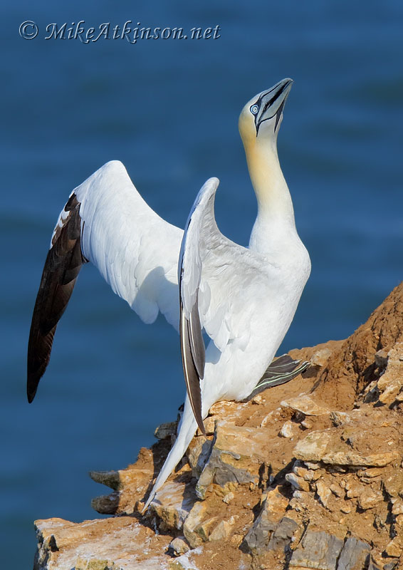 Gannet