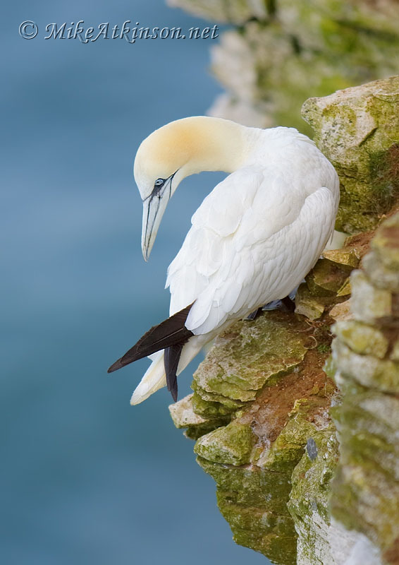 Gannet